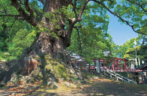 Kamou no ookusu Canforeira gigante de Kagoshima Kamou Hachiman Jinja
