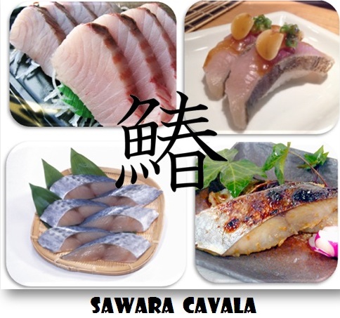 peixes-japoneses-sawara