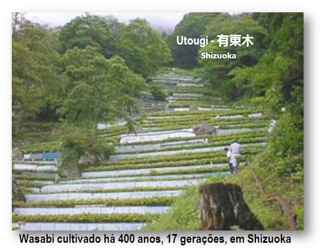 plantacao-de-400-anos-em-utougi-shizuoka 10 fatos interessantes sobre WASABI