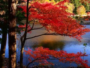 shitara-dandouradani-genseirin-kirara-no-mori Outono em Aichi. Koyo em Toyohashi, Takara, Shitara e Inuyama
