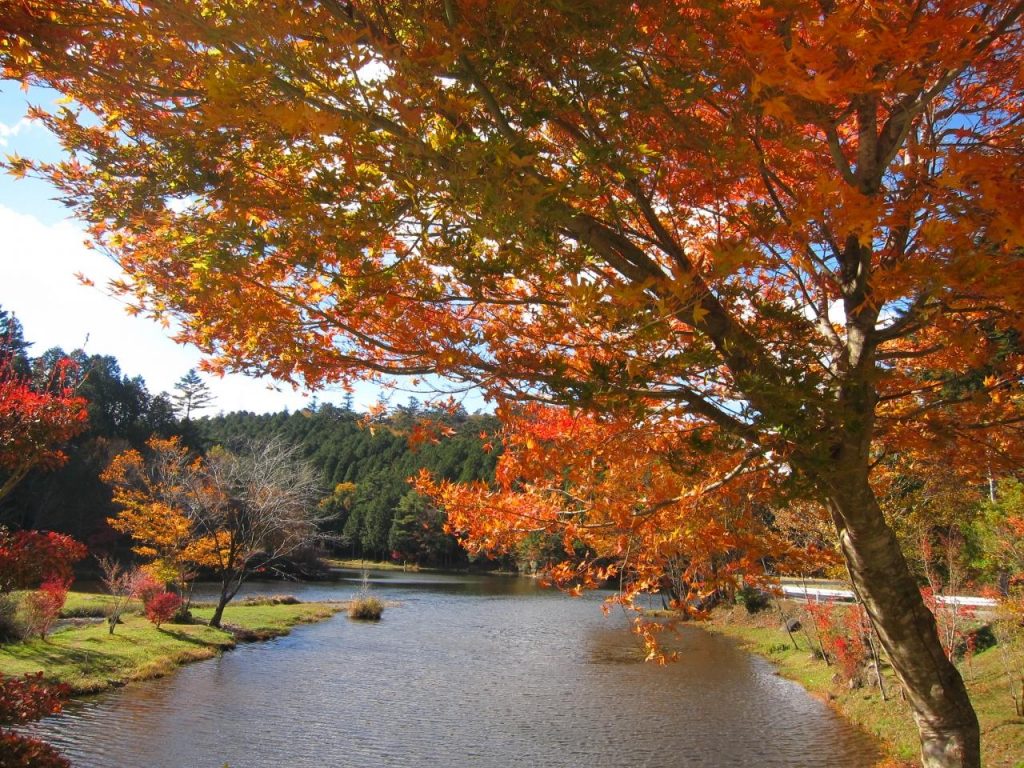 shitara-dandouradani-genseirin-kirara-no-mori-2 Outono em Aichi. Koyo em Toyohashi, Takara, Shitara e Inuyama