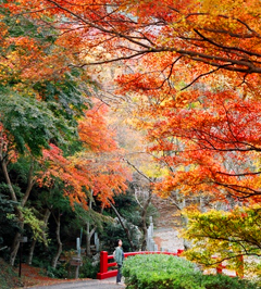 tahara-takigashira-kouen-jpg2 Outono em Aichi. Koyo em Toyohashi, Takara, Shitara e Inuyama